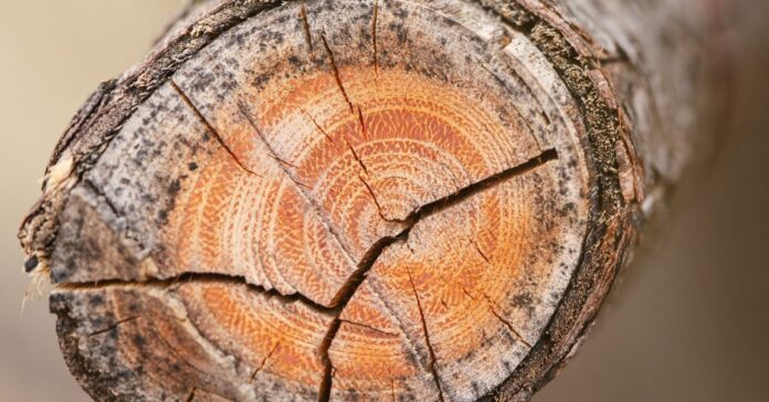 Close-up of tree rings showing the growth layers.